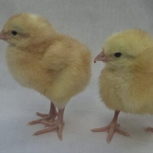 Day old chicks