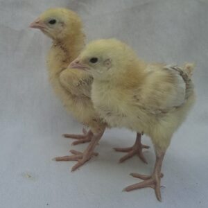 1 week old chicks
