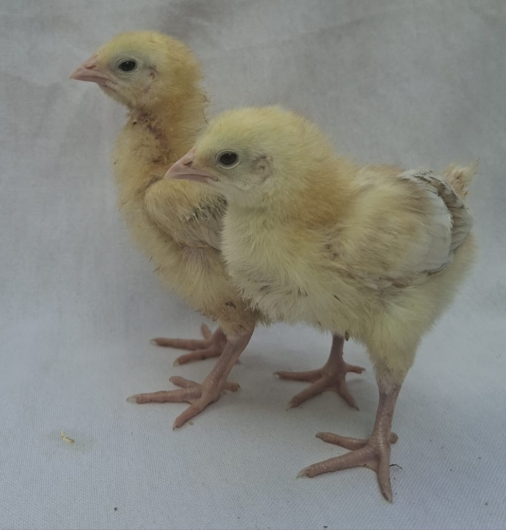 1 week old chicks