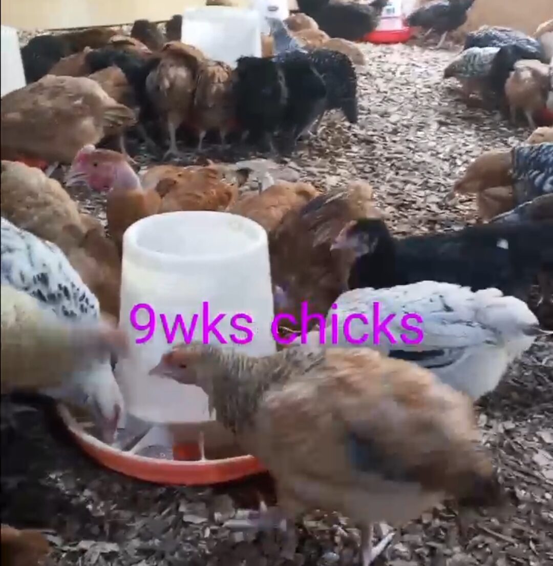 9 weeks old chicks