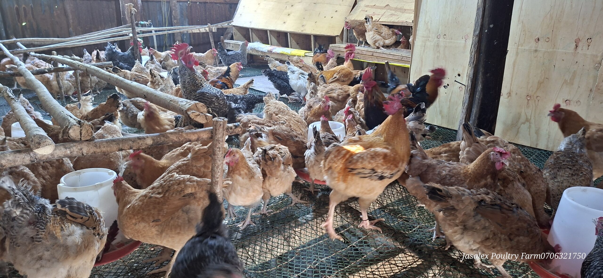 Kienyeji Chicken for Table Meat