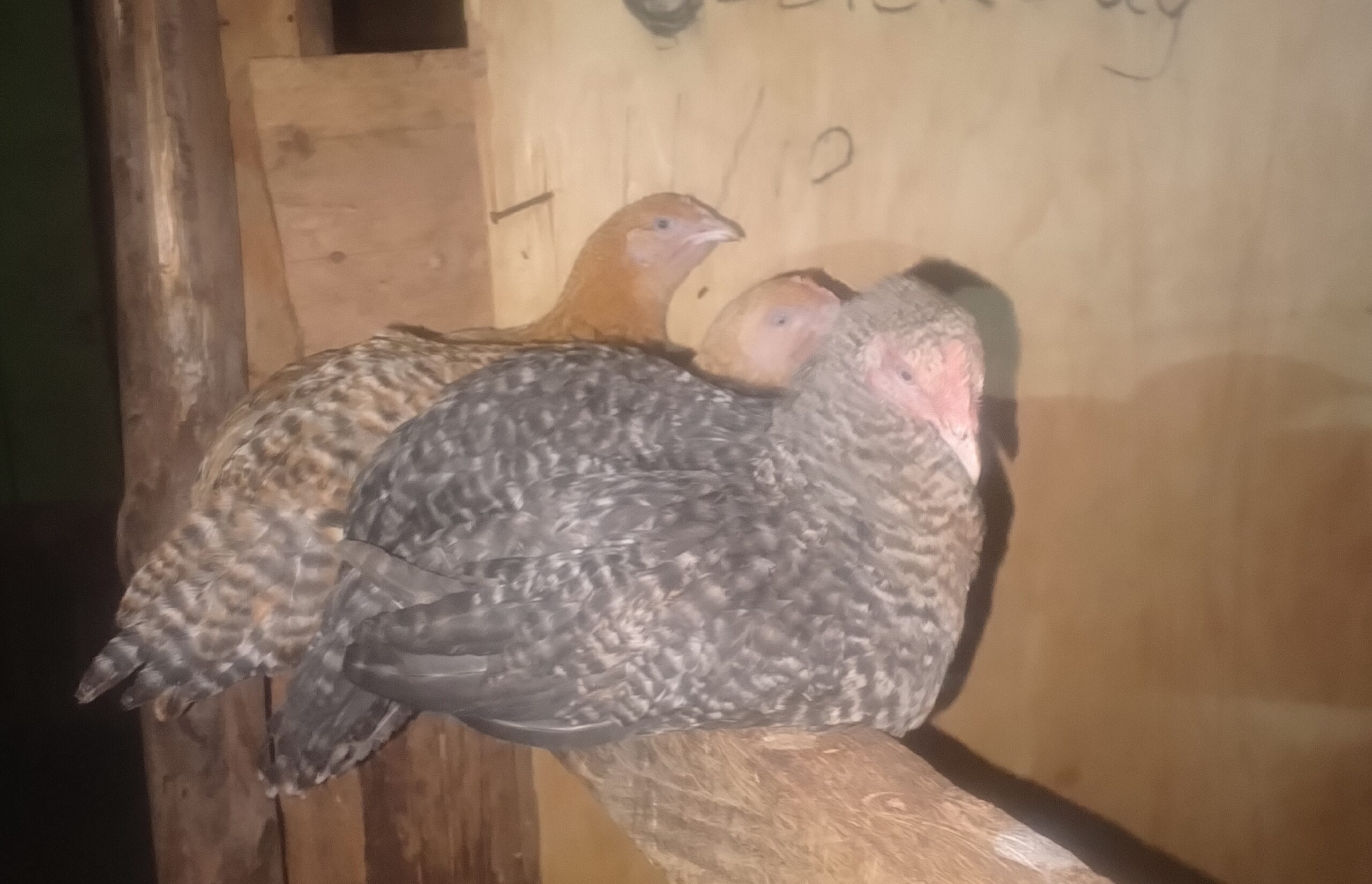 Healthy F1 Kenbro chicken, 12 weeks old.