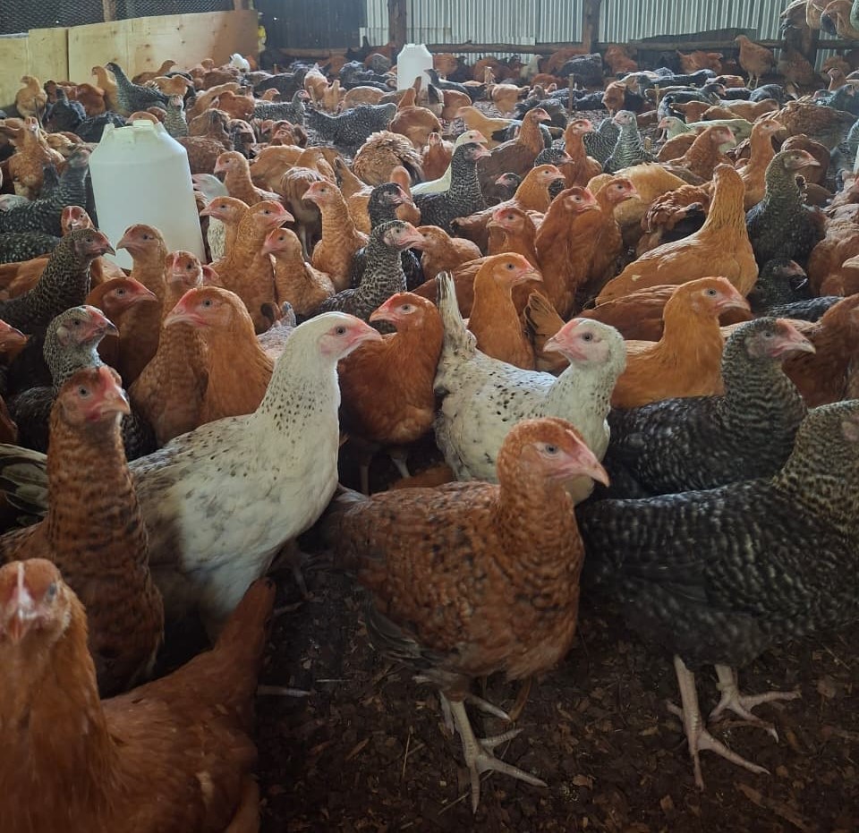 Welcome to Jasalex Poultry Marketplace