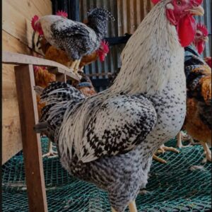 Black and white rooster for the 3kg live chicken product