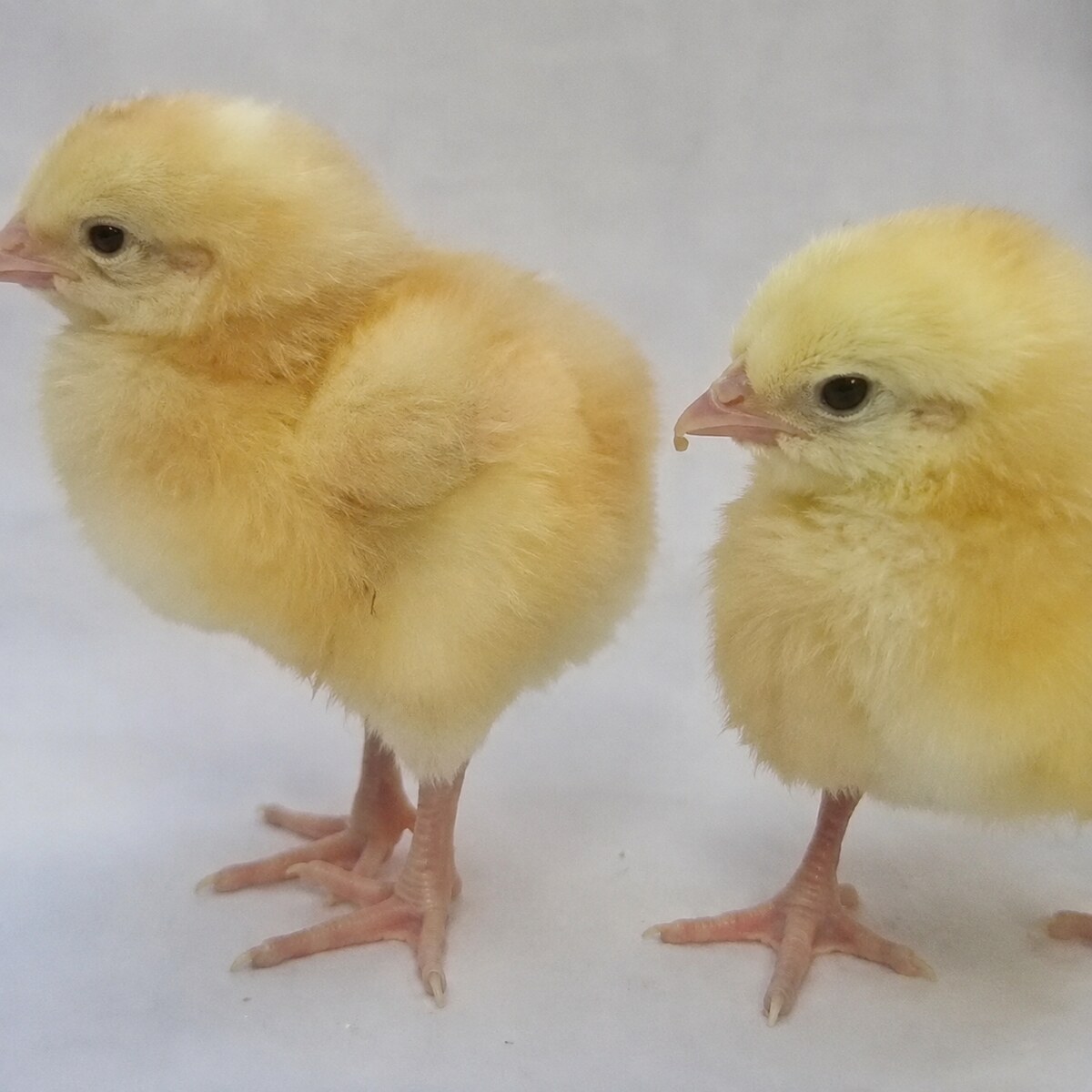 Day old chicks