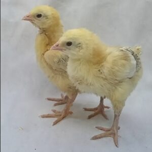 02-1-week-old-chicks-improved 1 week old chicks