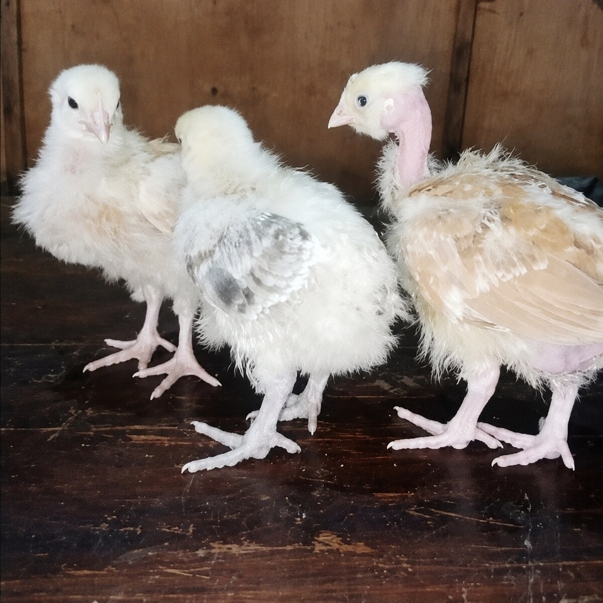 2 week old chicks