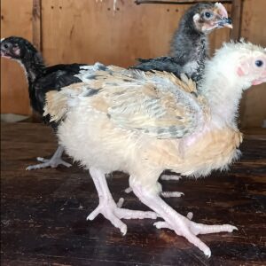 04-3-weeks-old-chicks-improved 3 weeks old chicks