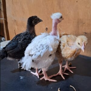 05-4-weeks-old-chicks-improved 4 weeks old chicks