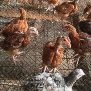 06-5-weeks-old-chicks-improved 5 weeks old chicks