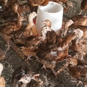 07-6-weeks-old-chicks-improved 6 weeks old chicks
