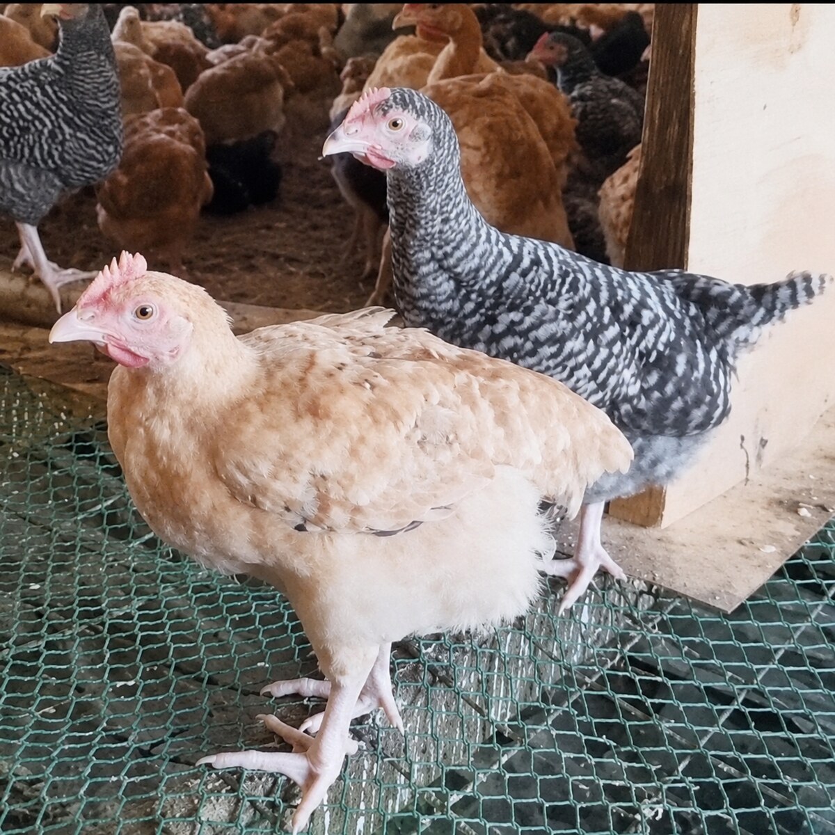 7 weeks old chicks