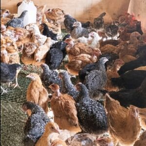09-8-weeks-old-chicks-improved 8 weeks old chicks