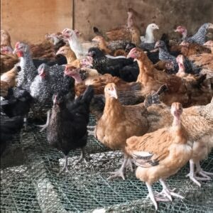 11-10-weeks-old-chicks-improved 10 weeks old chicks