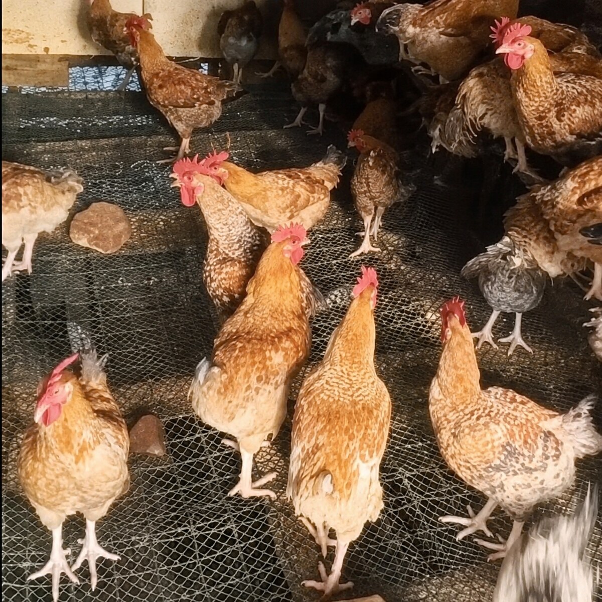 1.5kg live chicken