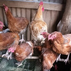 13-2-0-kg-live-chicken-improved 2.0 kg live chicken