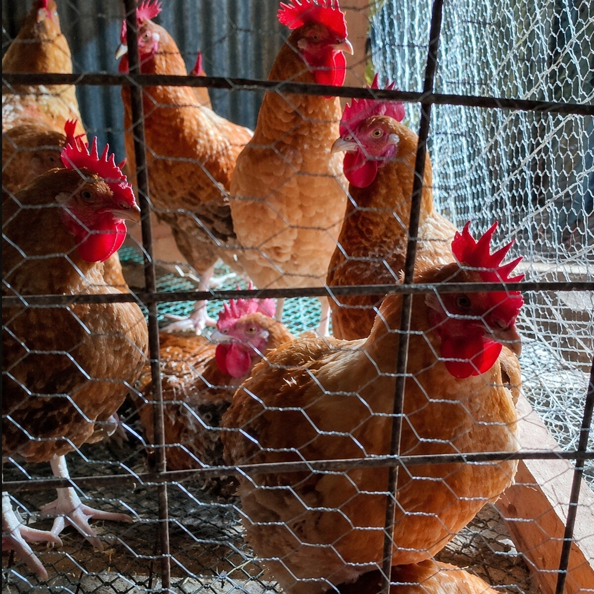 2.5 kg live chicken