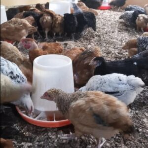 jasalex-9-week-chicks-improved-v2 9 weeks old chicks