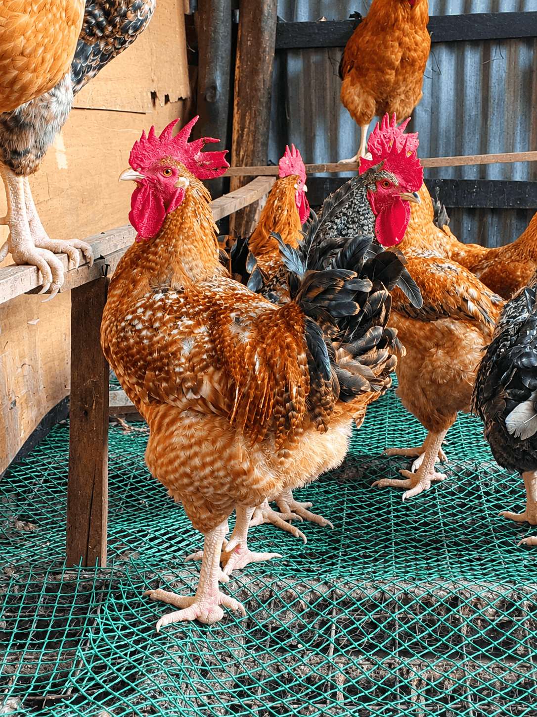 Live meat chicken 2.5 – 4.5 kg